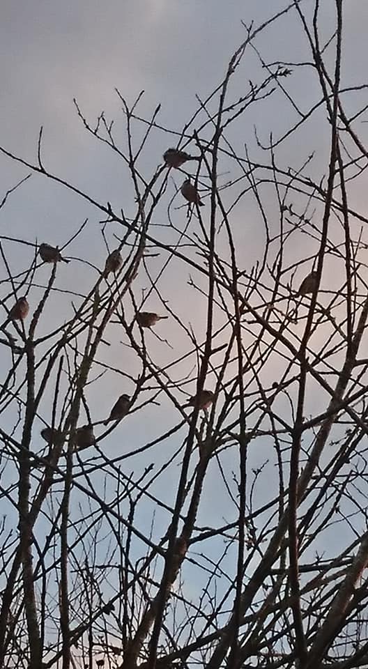 54197860_2031909773522870_3551385127076495360_n