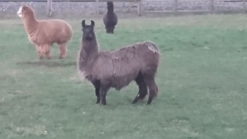 54523886_2031930346854146_5491497098211753984_n